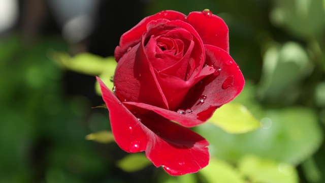 rose-red-love-dew-40502